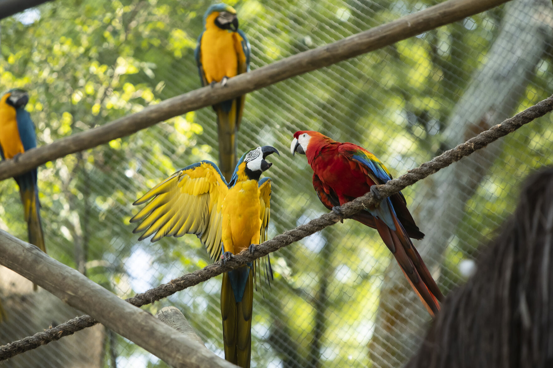 Brazil Rio Macaw Love